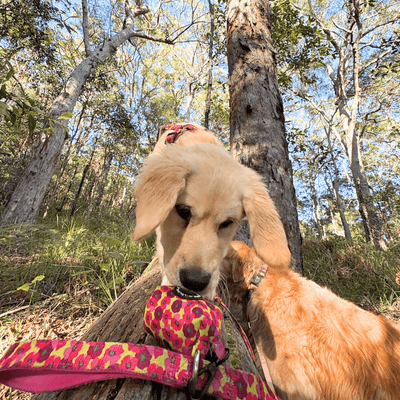 Best Harnesses, Leads and Dog Collars. Ultimate Dog Walking Guide.
