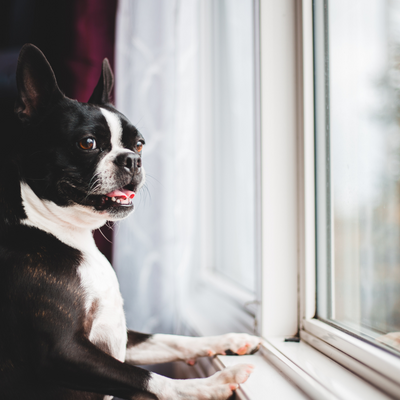 Home Alone? Tips For Helping Your Dog Be Happy Alone