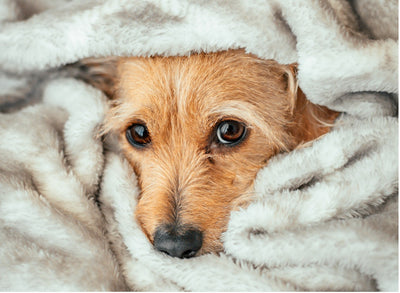 Keeping Pets Safe During Emergencies