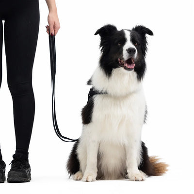 EzyDog Vario 4 Leash