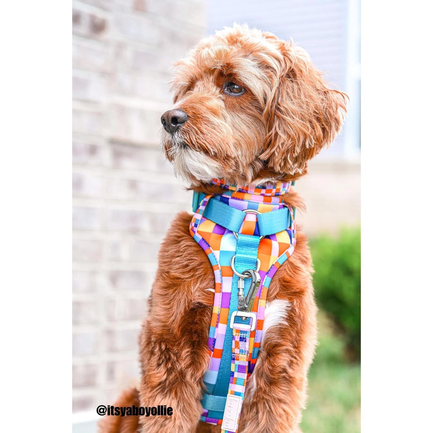 Dream In Colour Dog Adventure Harness