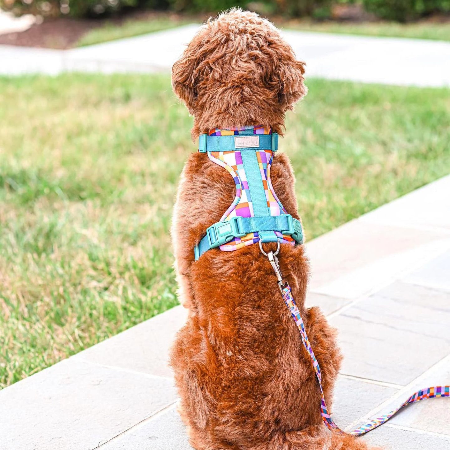 Dream In Colour Dog Adventure Harness