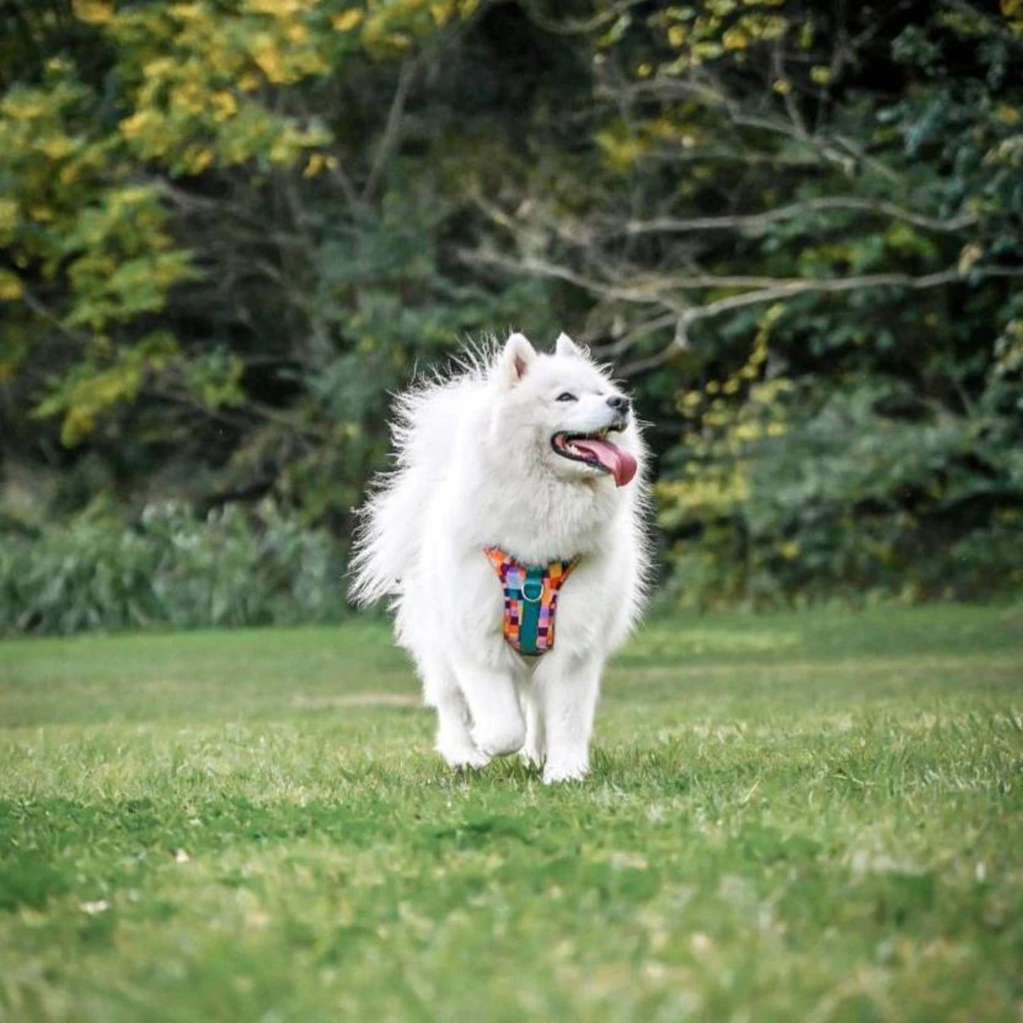 Dream In Colour Dog Adventure Harness