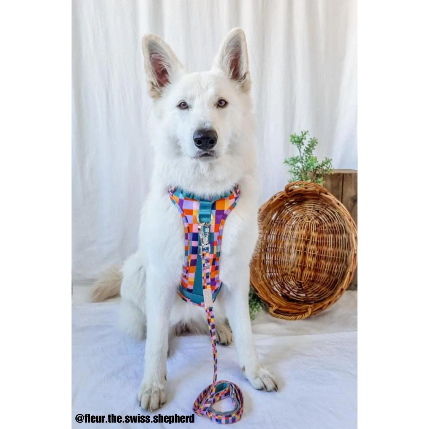 Dream In Colour Dog Adventure Harness