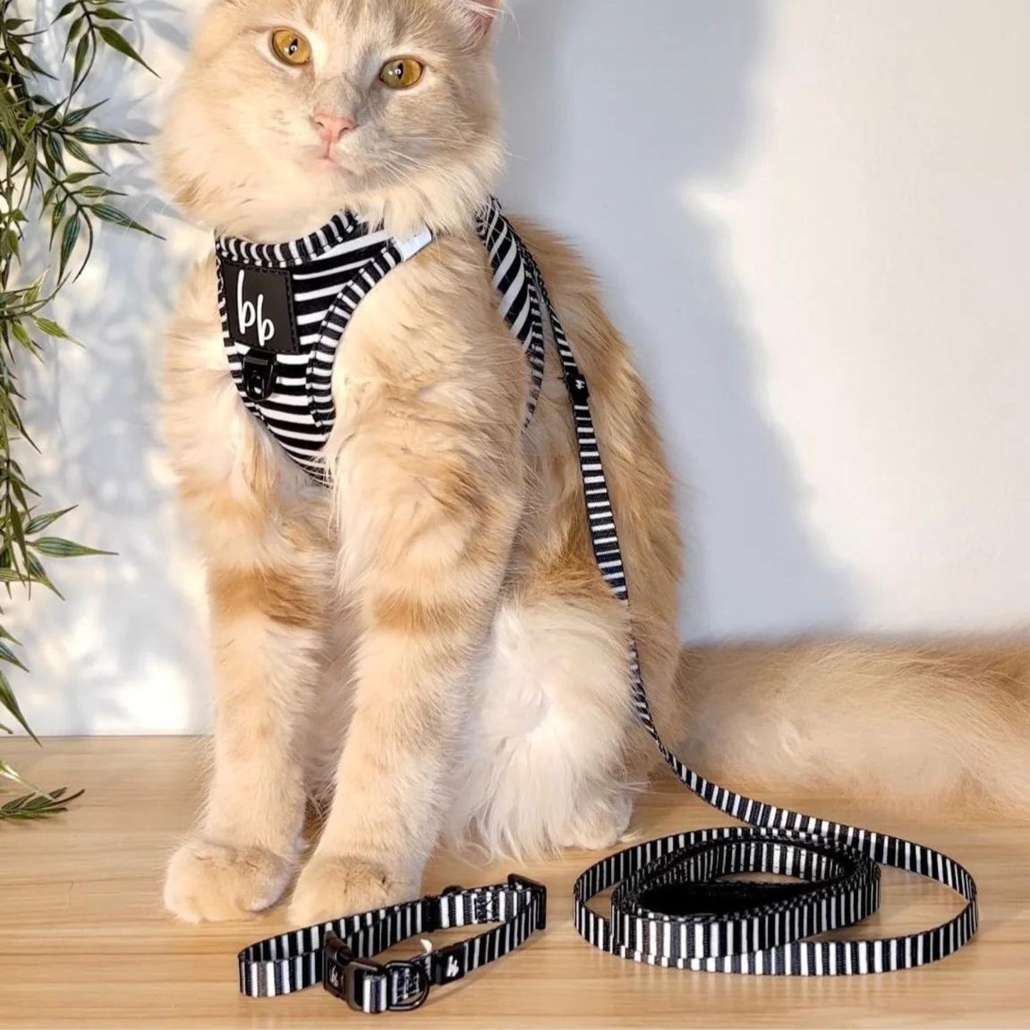 Licorice Cat Collar