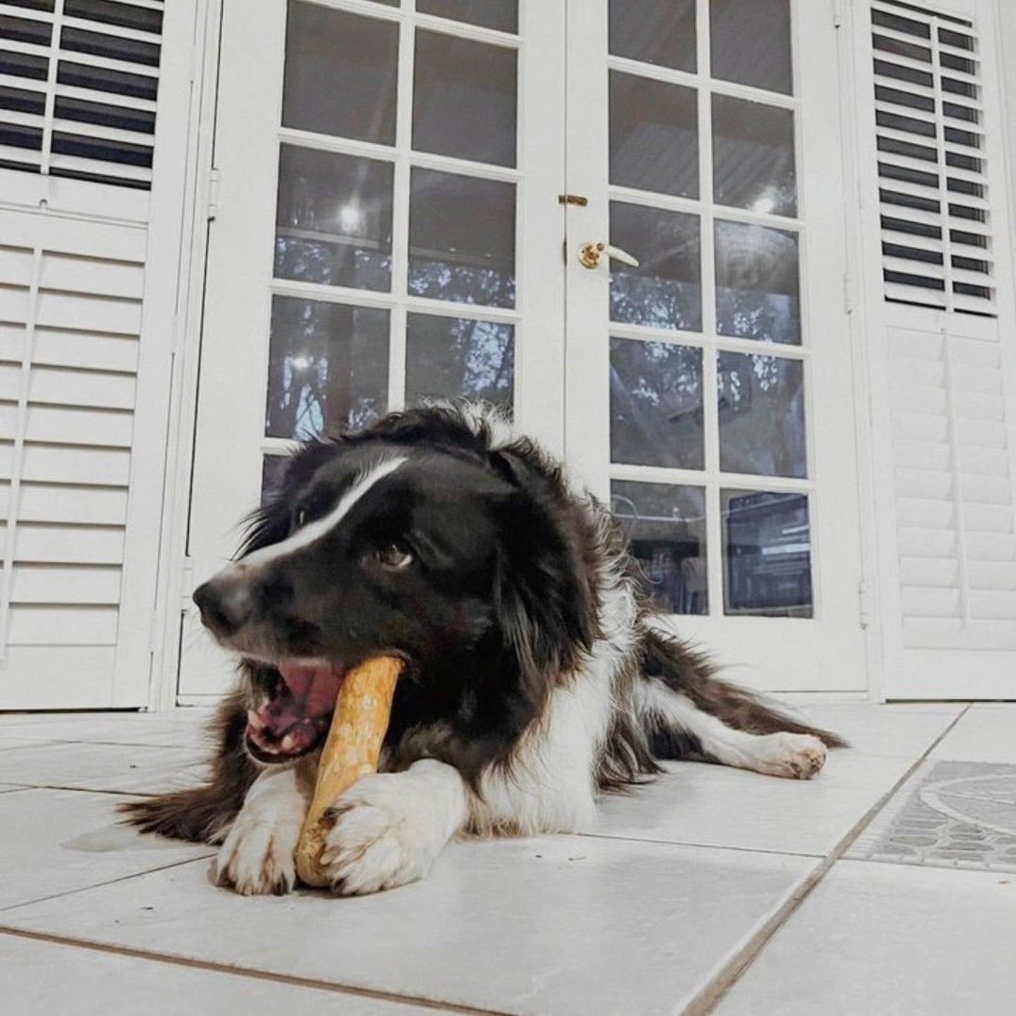 Coffee Wood Chew Toy