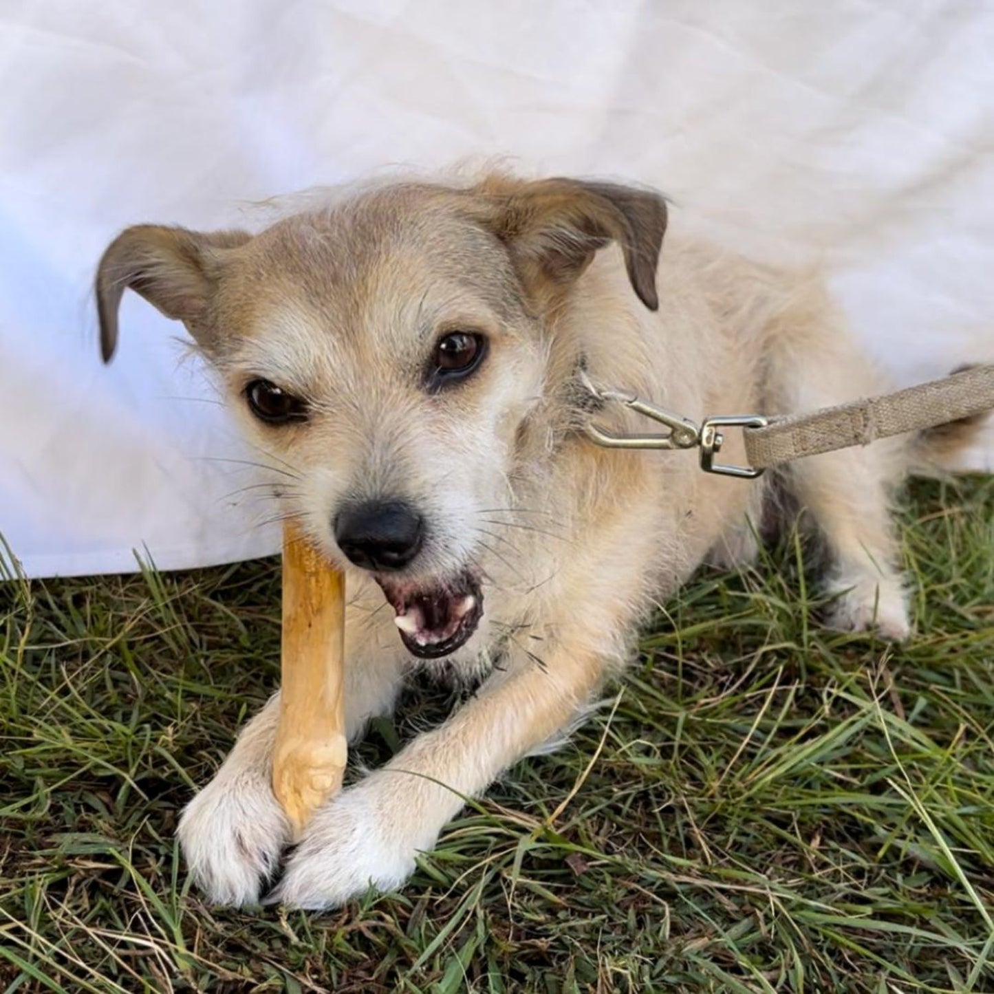 Coffee Wood Chew Toy