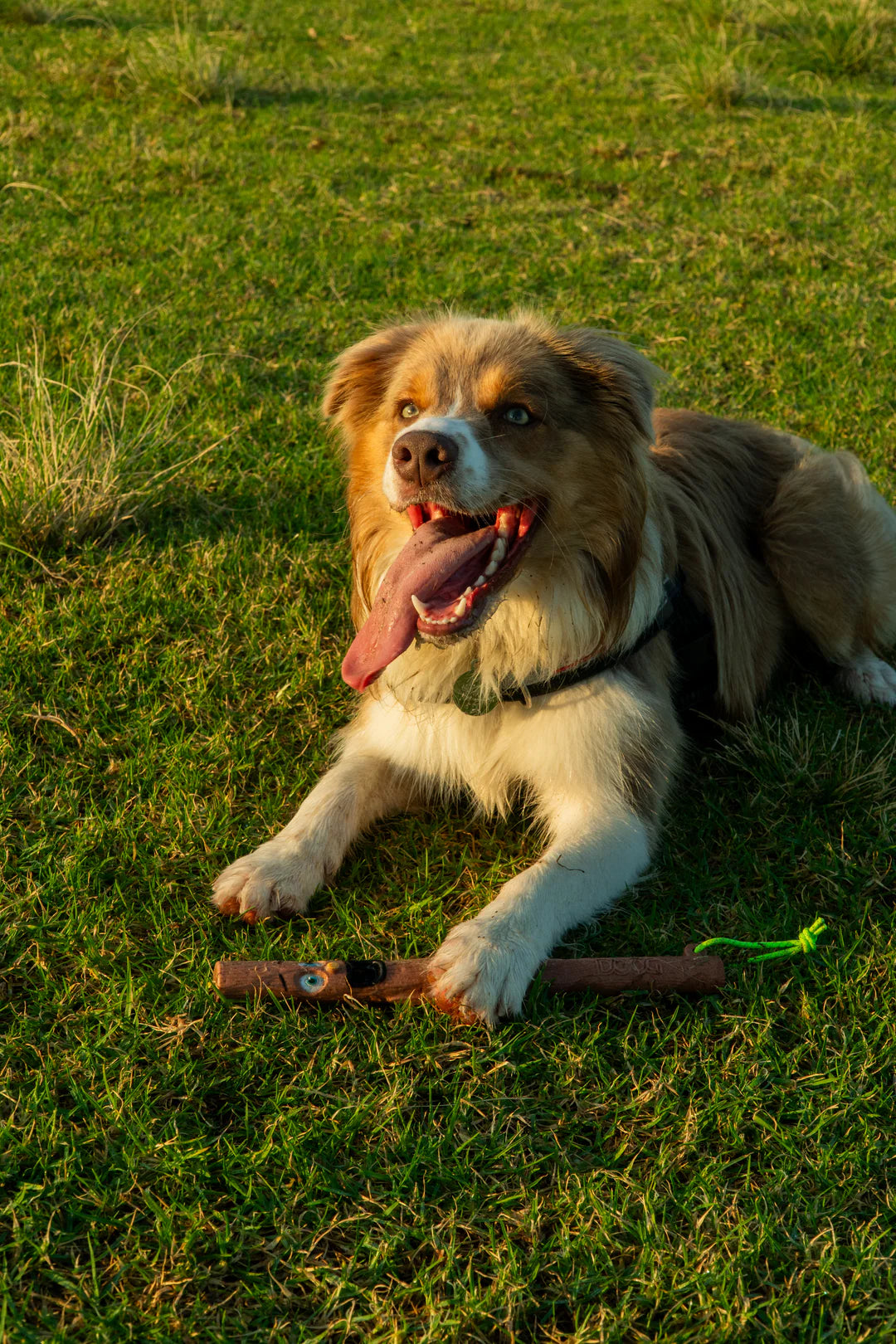 DOOG Stick Family | Woody