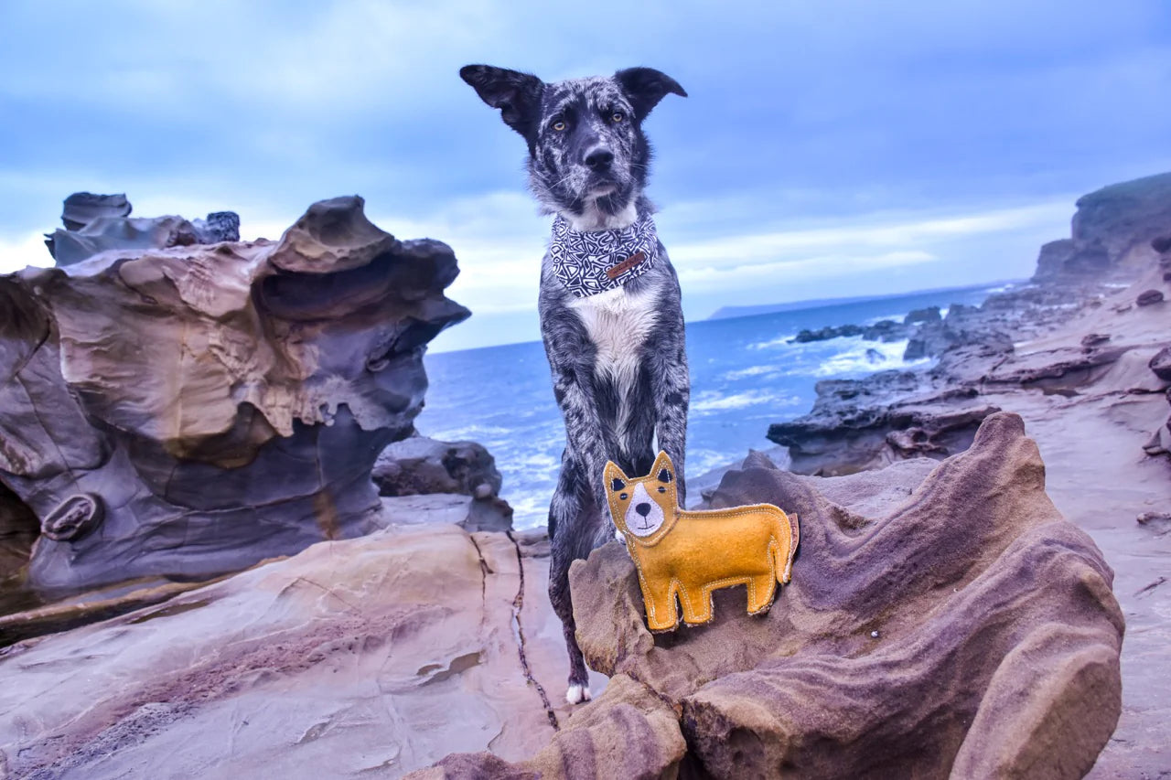 Outback Animal Toy | Darren the Dingo