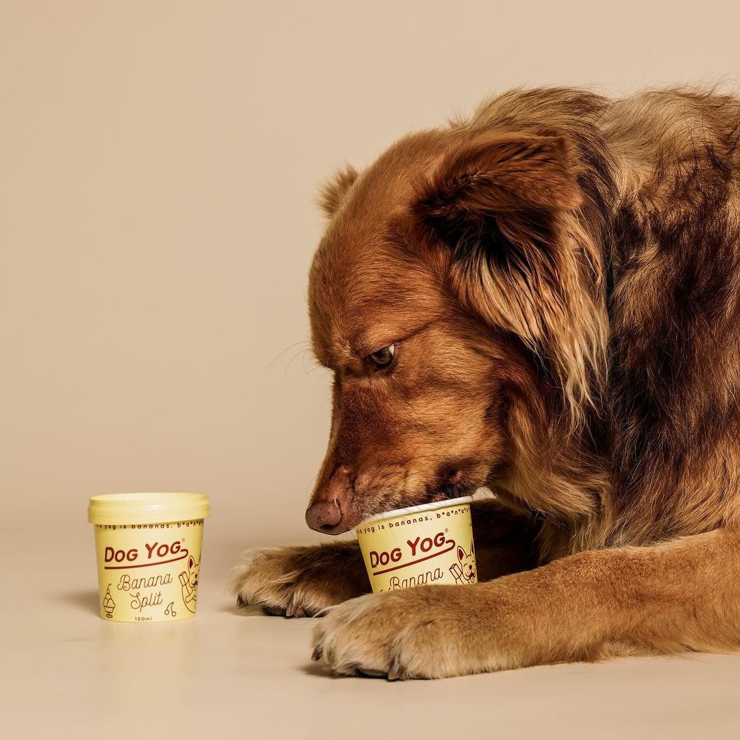 Banana Split Dog Yog Ice Cream