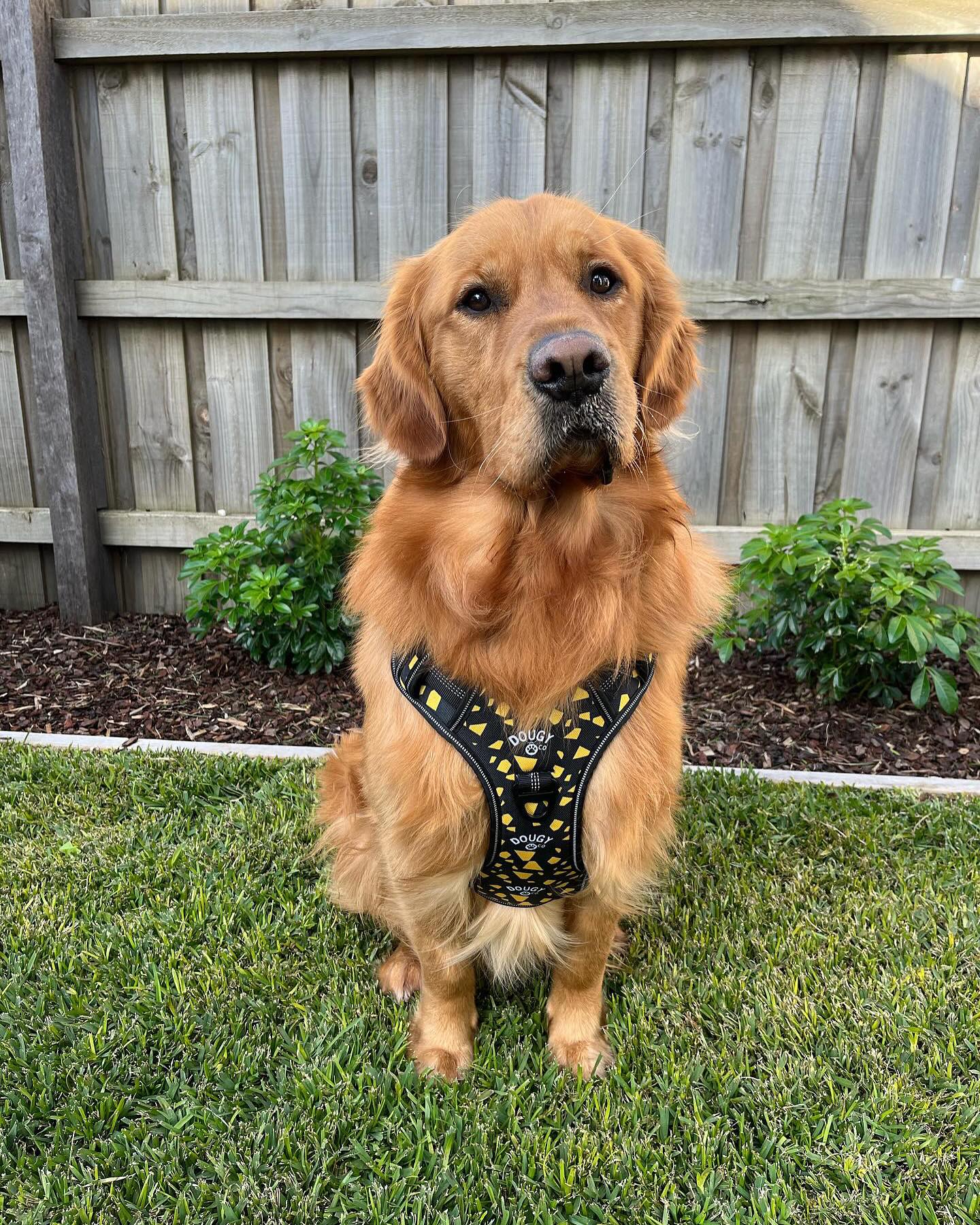 DOUGY Dog Harness