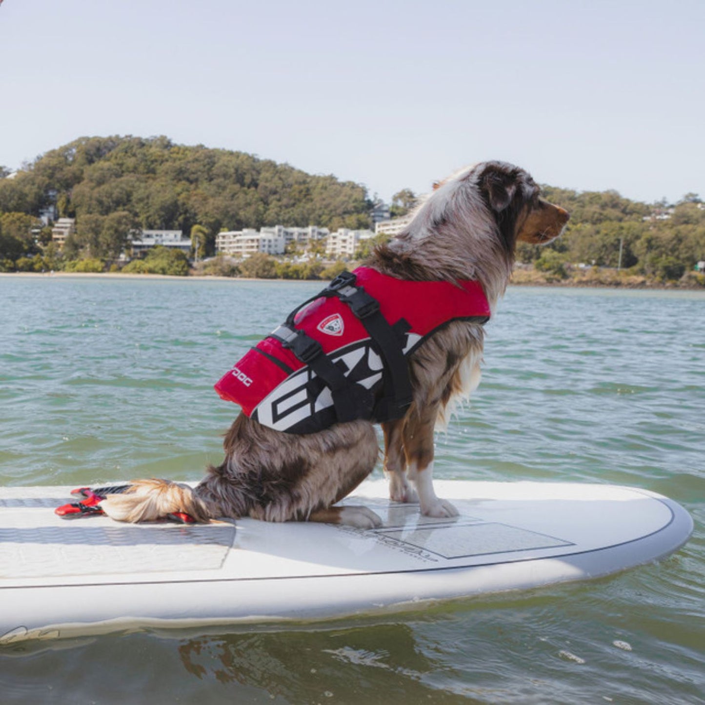 DFD (Dog Flotation Device)