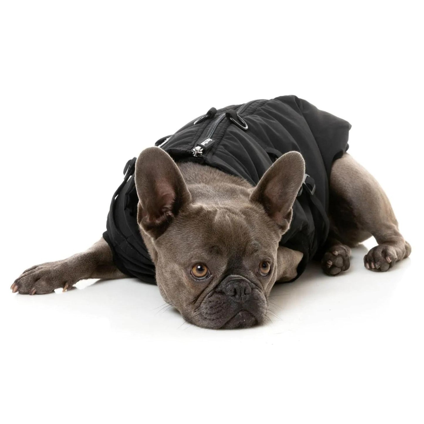 Flash Harness Dog Jacket | Black