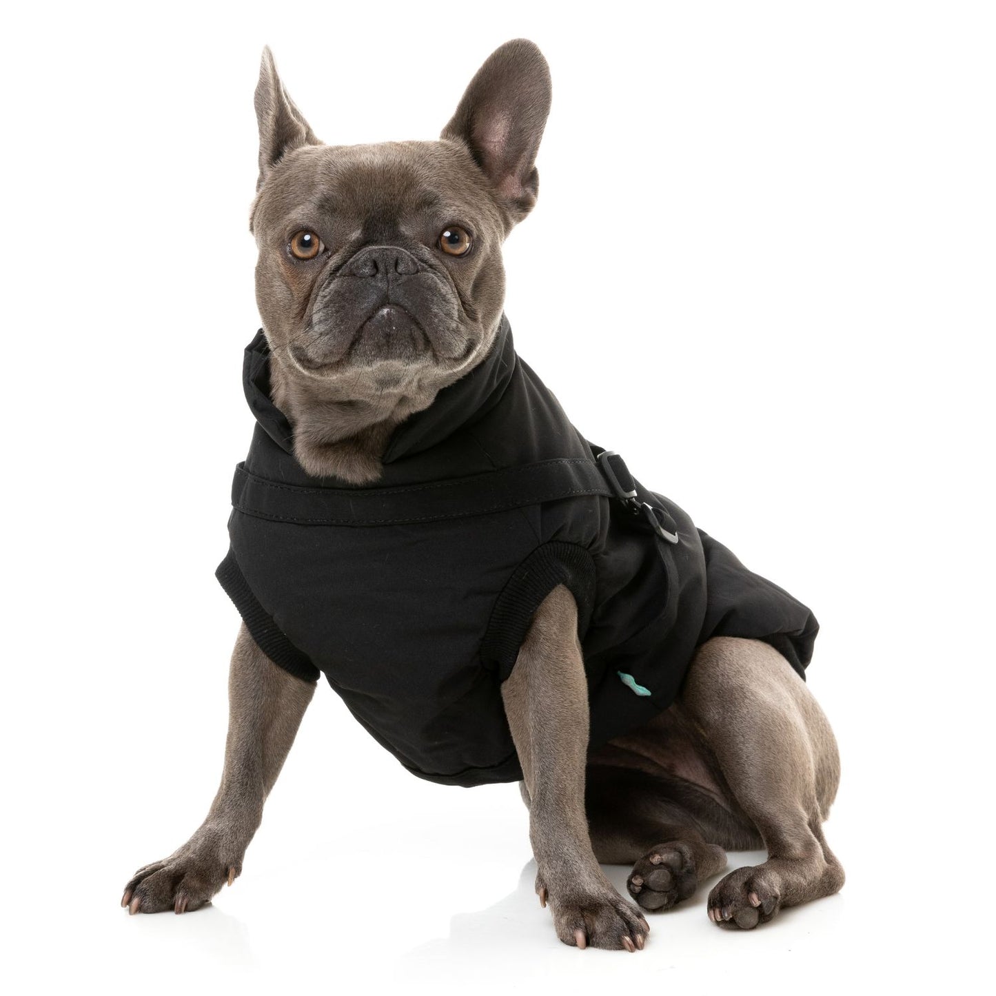 Flash Harness Dog Jacket | Black