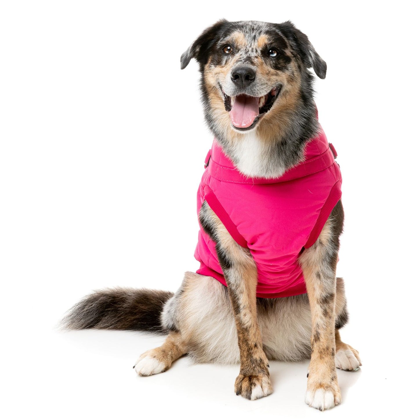 Flash Harness Dog Jacket | Magenta