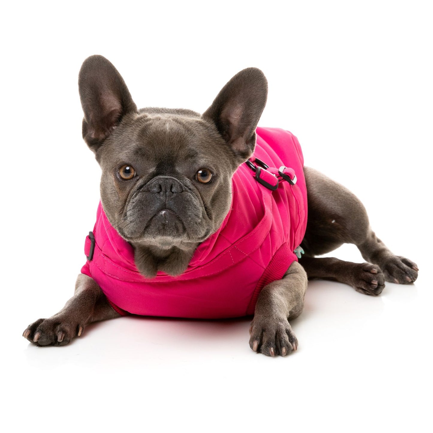 Flash Harness Dog Jacket | Magenta