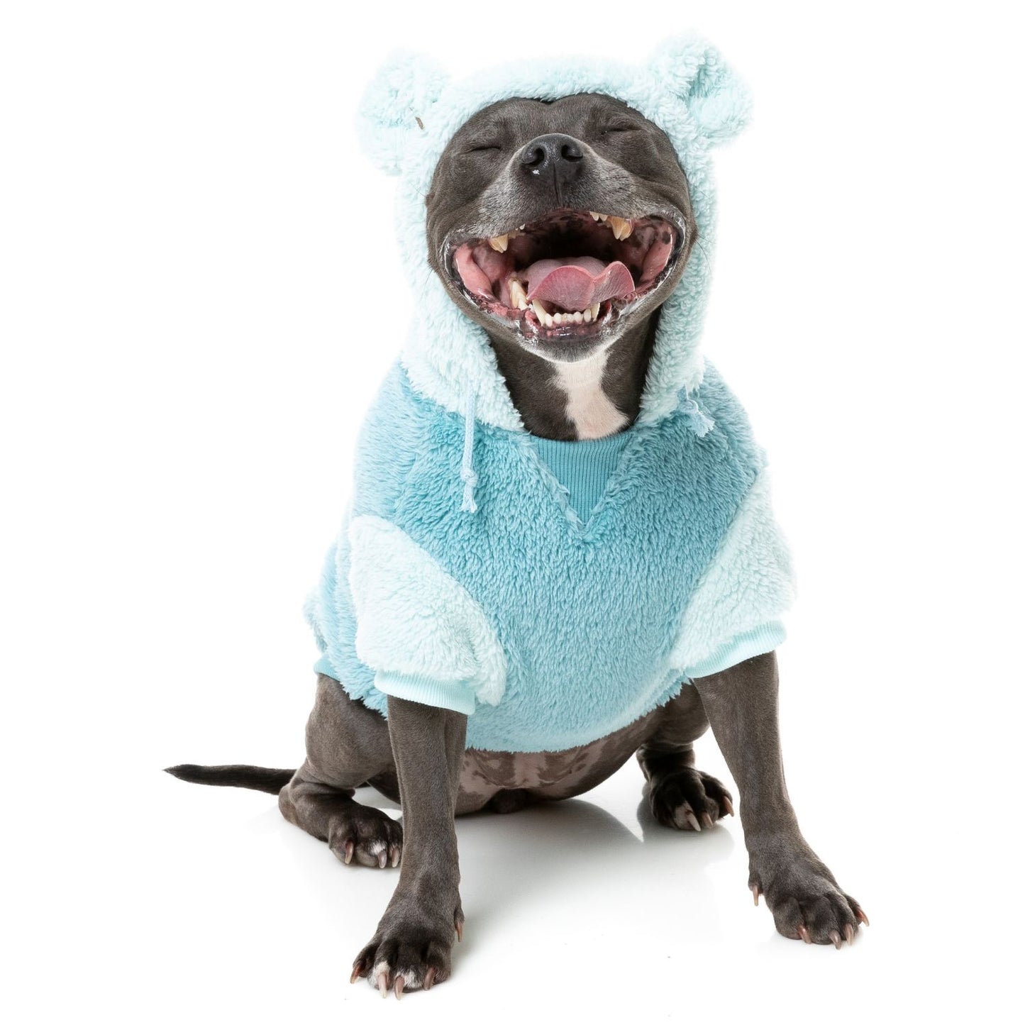 Winnie Dog Hoodie | Blue