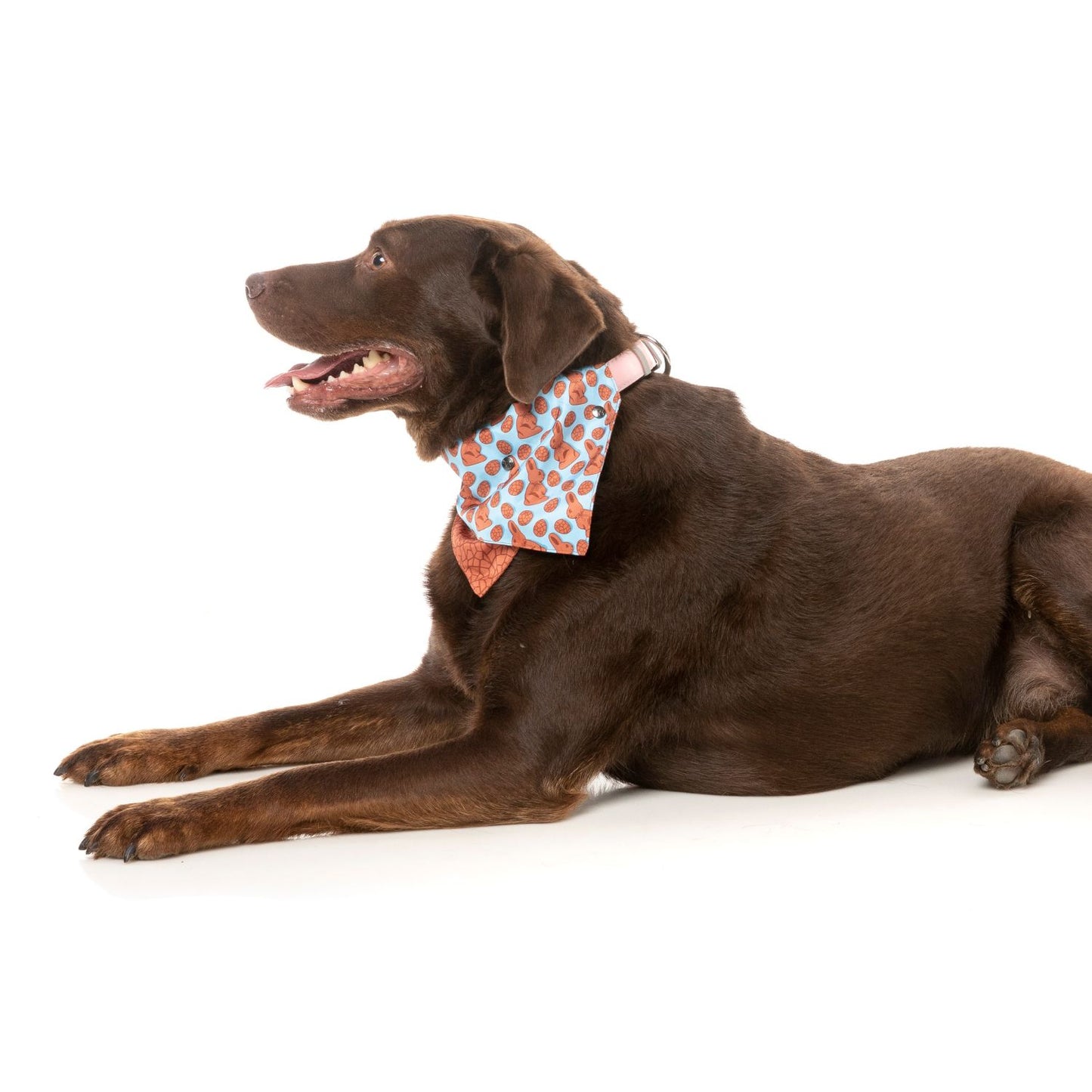 Easter Dog Bandana | Choc Bunny