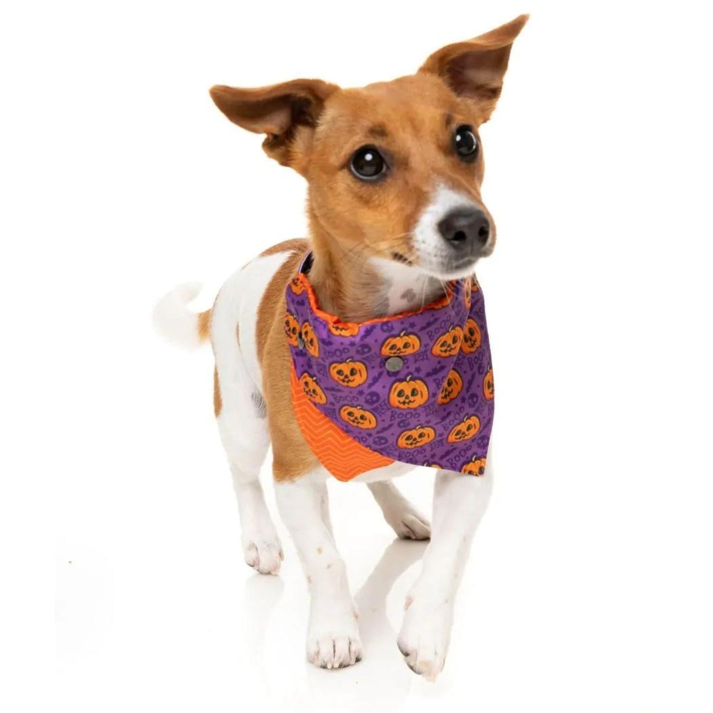 Halloween Dog Bandana | Jack Jack Jackie Lantern | Purple