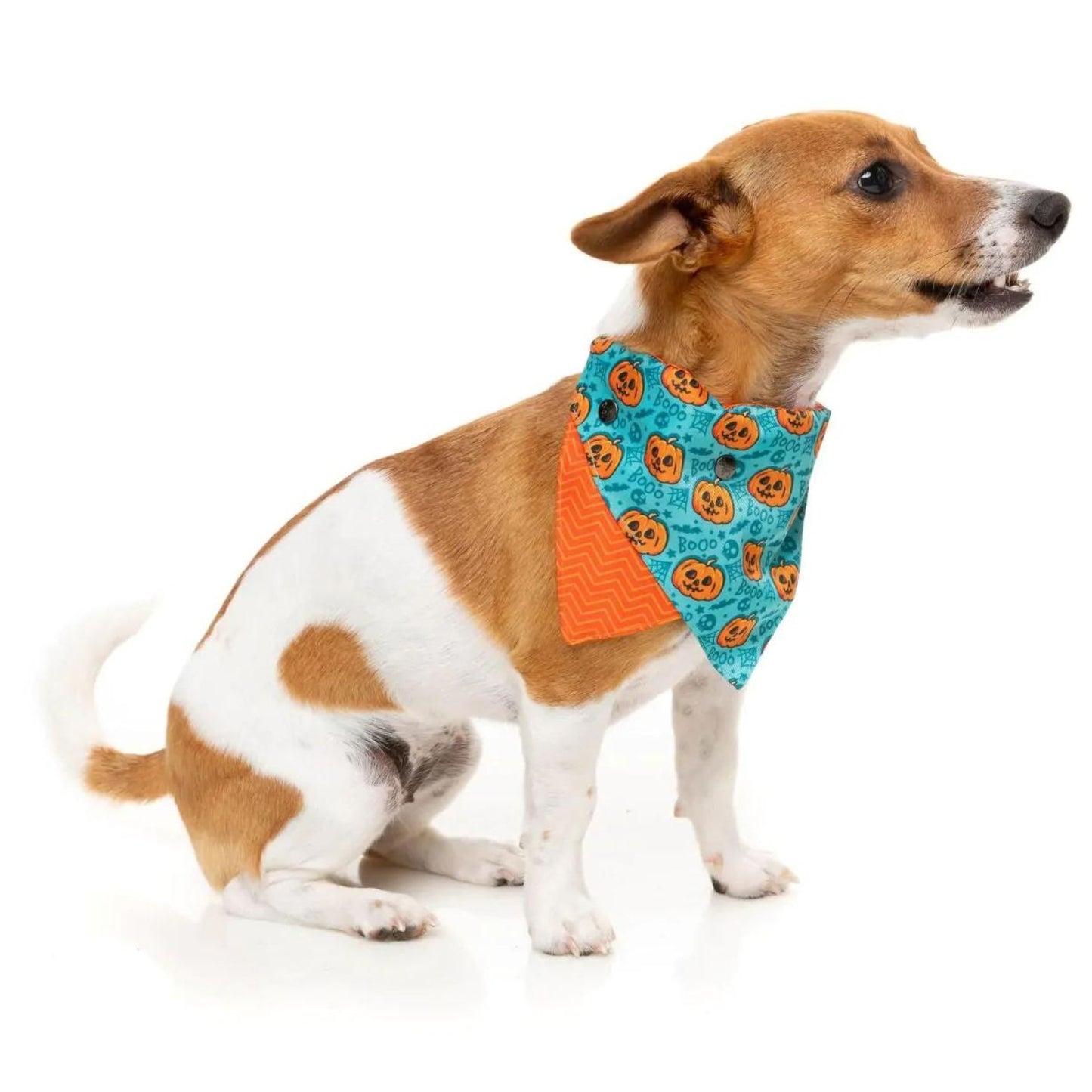 Halloween Dog Bandana | Jack Jack Jackie Lantern | Teal