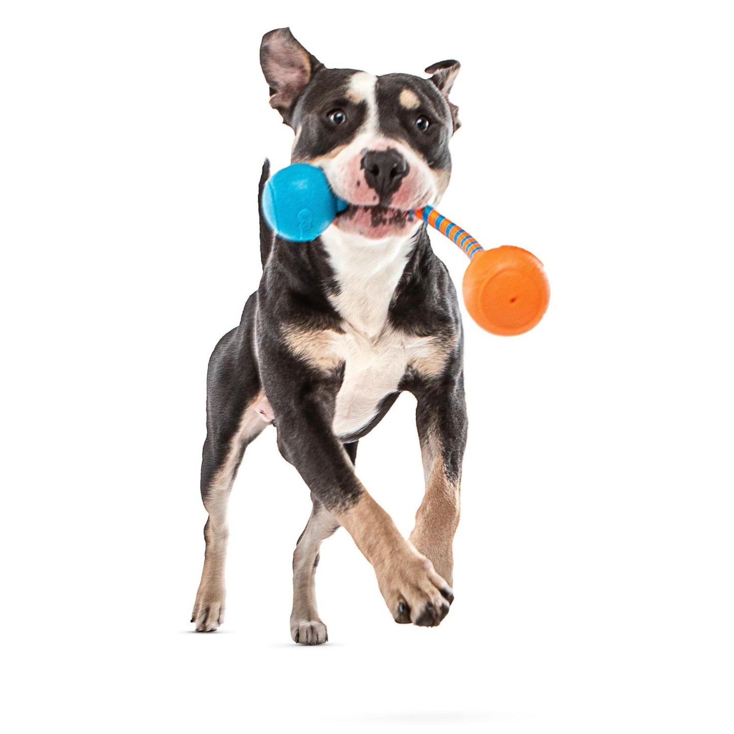 Squeaking Rope Dog Toy