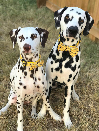 Busy Bee Dog Collar & Bow Tie