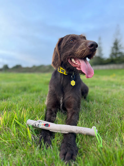 DOOG Stick Family | Twiggy