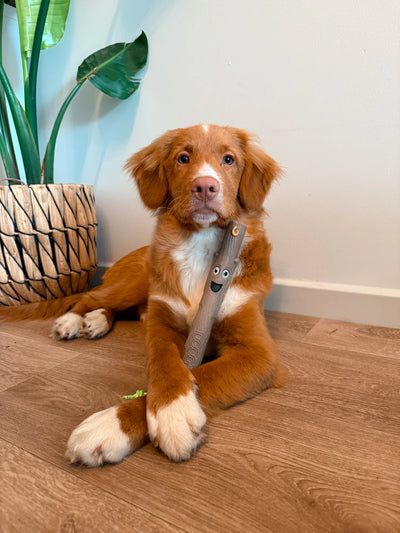 DOOG Stick Family | Barkley