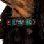 Winston Plaid Dog Collar