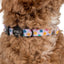 Delightful Daisies Dog Collar
