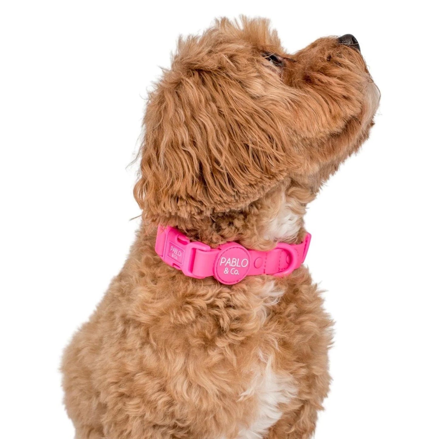 Dragonfruit Waterproof Collar