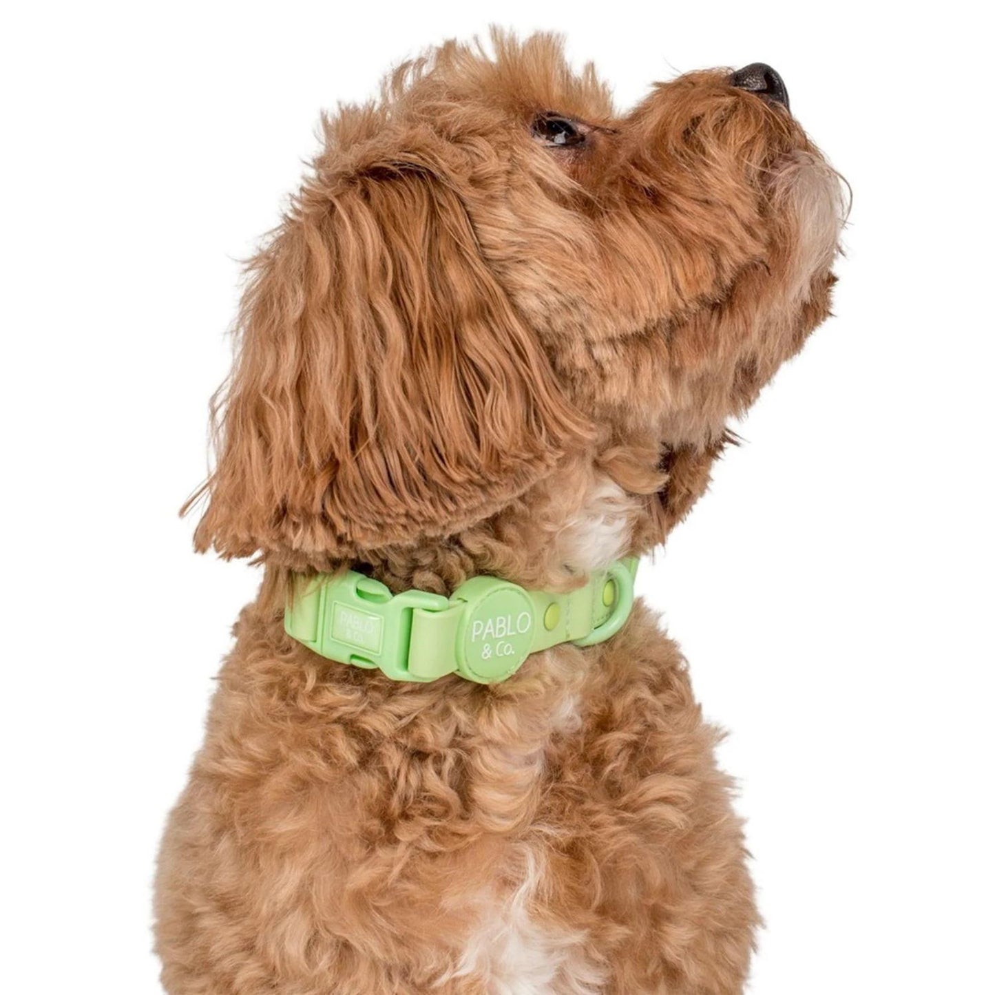 Lime Waterproof Collar