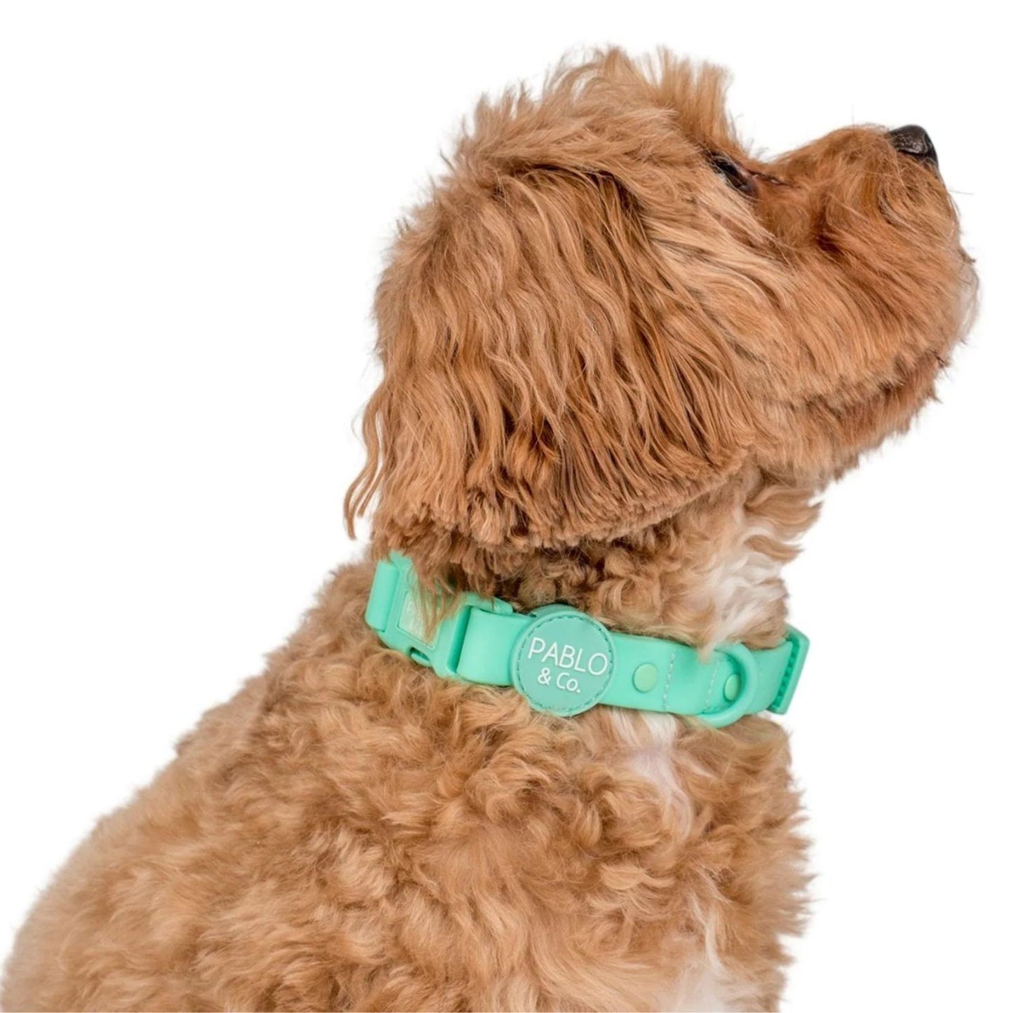 Peppermint Waterproof Collar