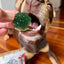 Doggy Jelly | Spinach & Green Spirulina