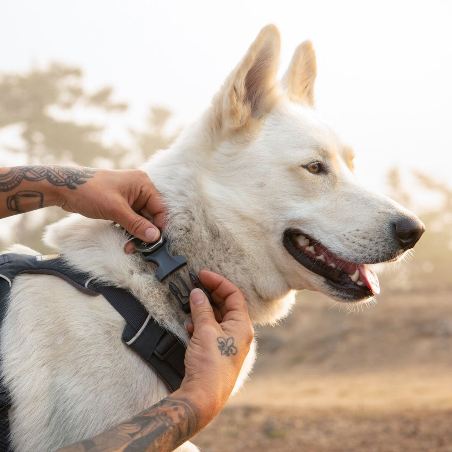 Front Range Dog Collar | Basalt Grey