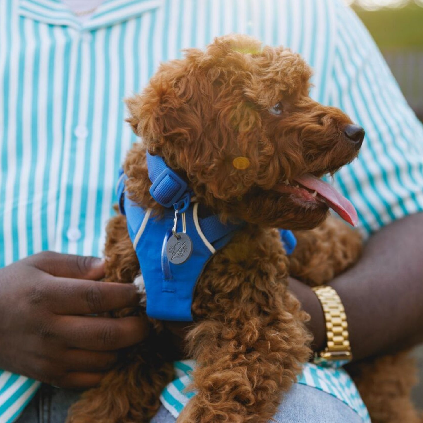 Front Range Dog Collar | Blue Pool