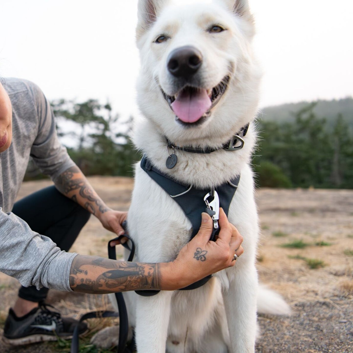 Front Range Dog Harness | Basalt Grey