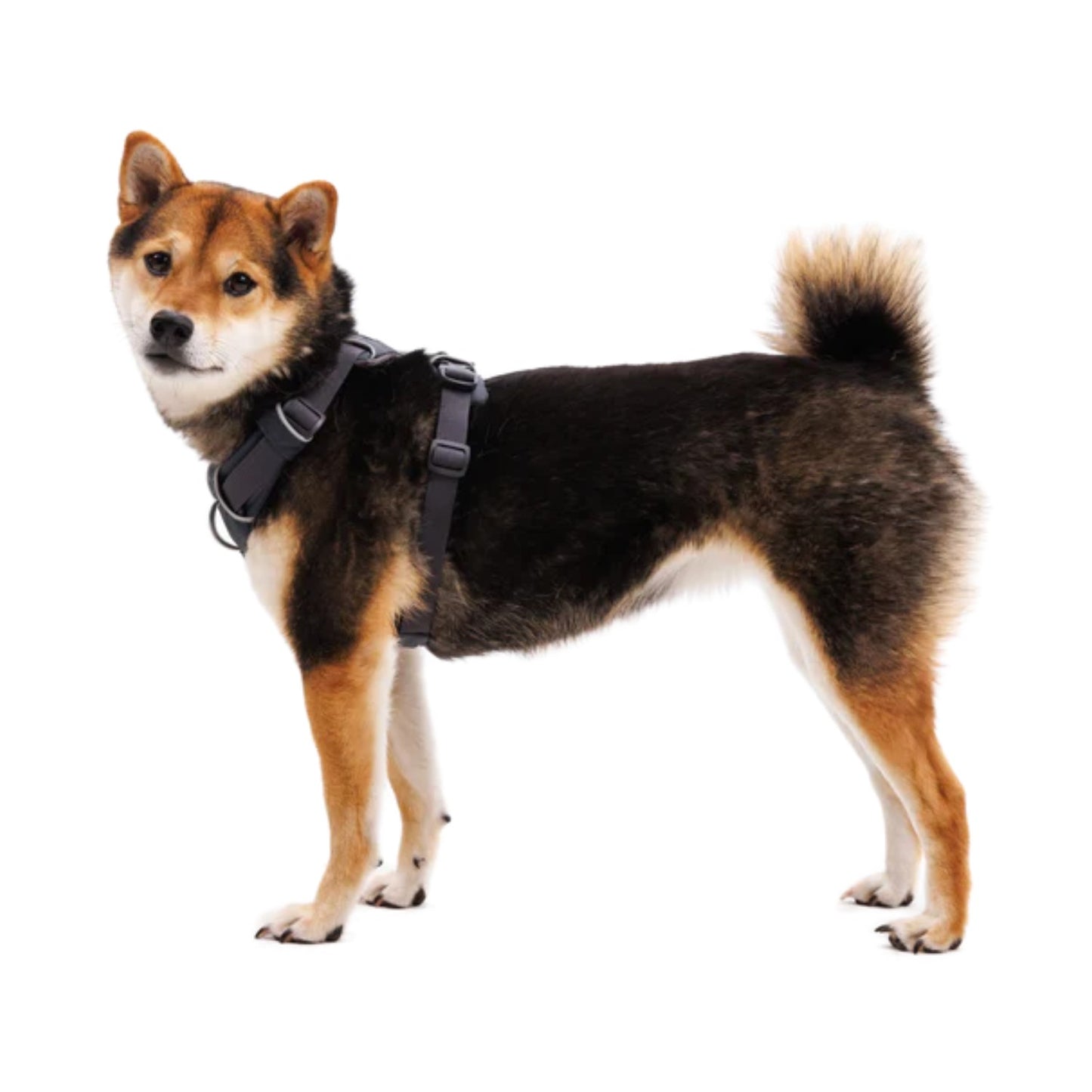 Front Range Dog Harness | Basalt Grey
