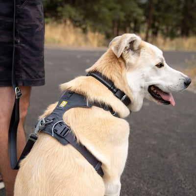 Front Range Dog Harness | Basalt Grey