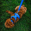Front Range Dog Harness | Blue Pool