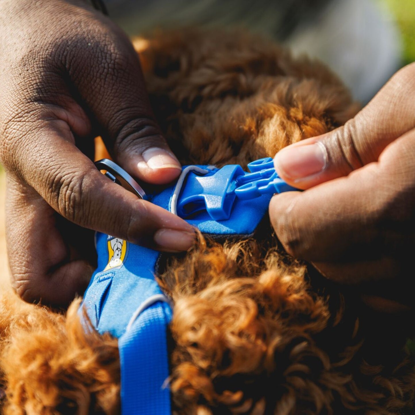 Front Range Dog Harness | Blue Pool