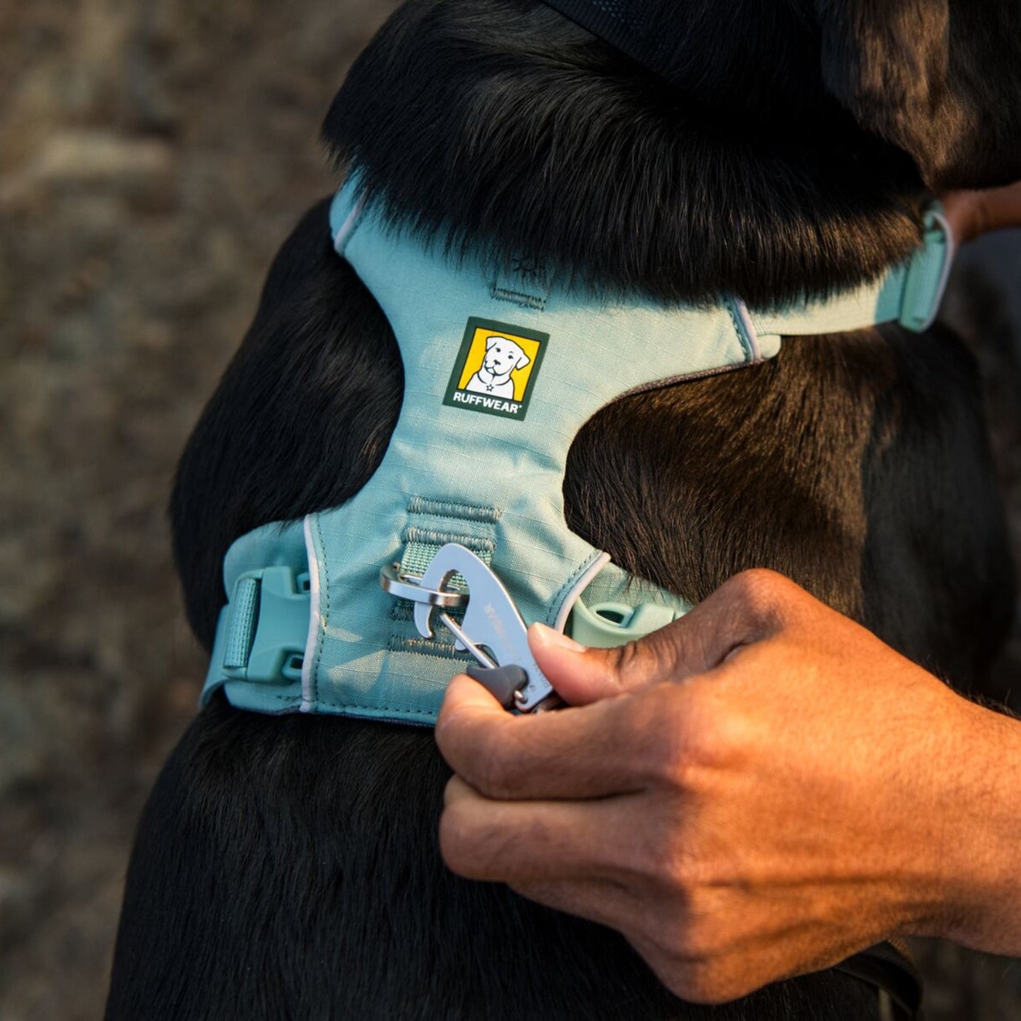 Front Range Dog Harness | River Rock Green