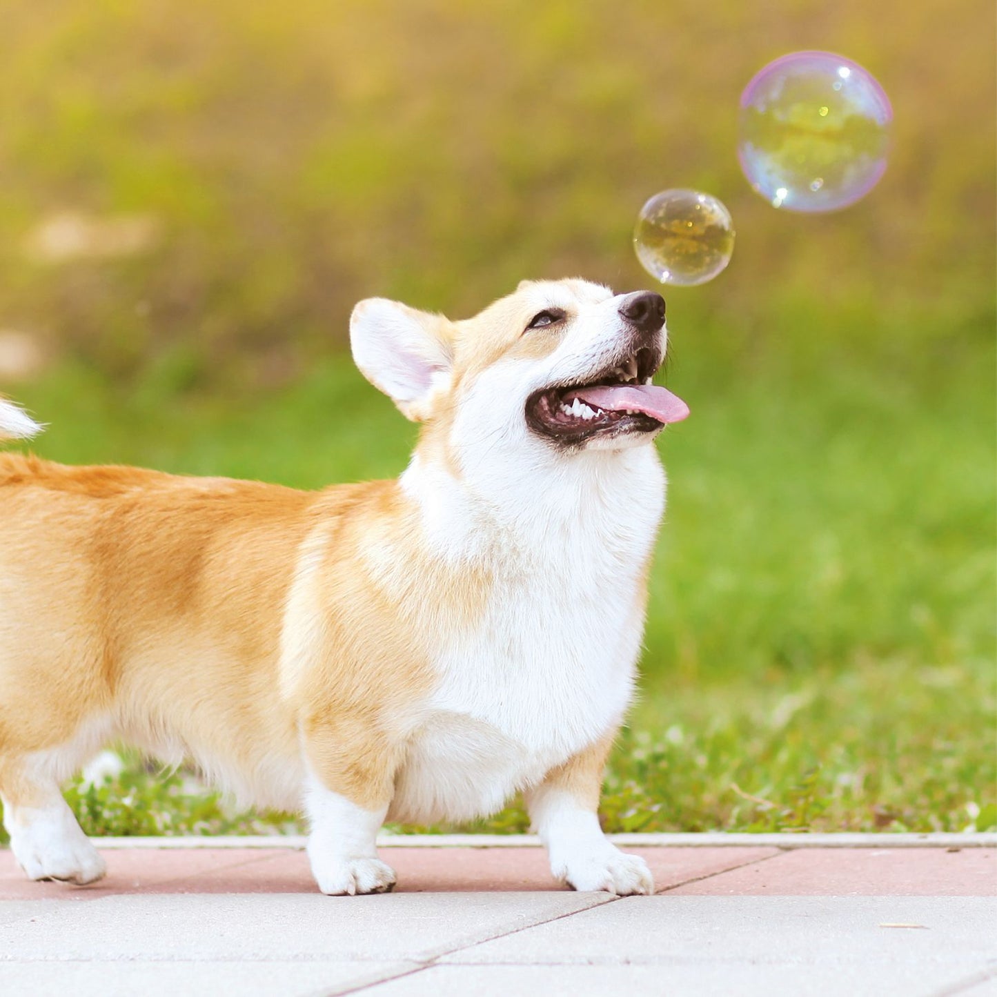 Dog Bubbles | Banana