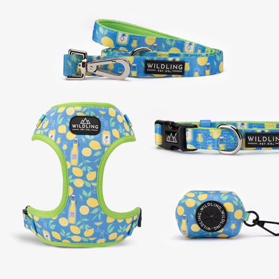 Zesty Bay Dog Collar