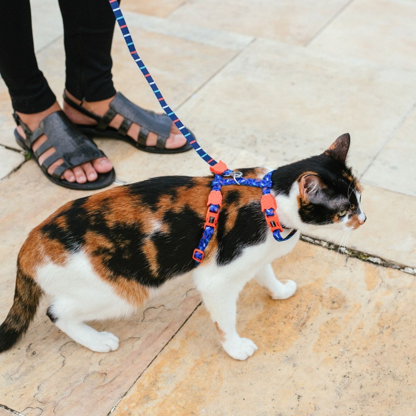 Zee.Cat Cat Harness + Leash Set | Atlanta