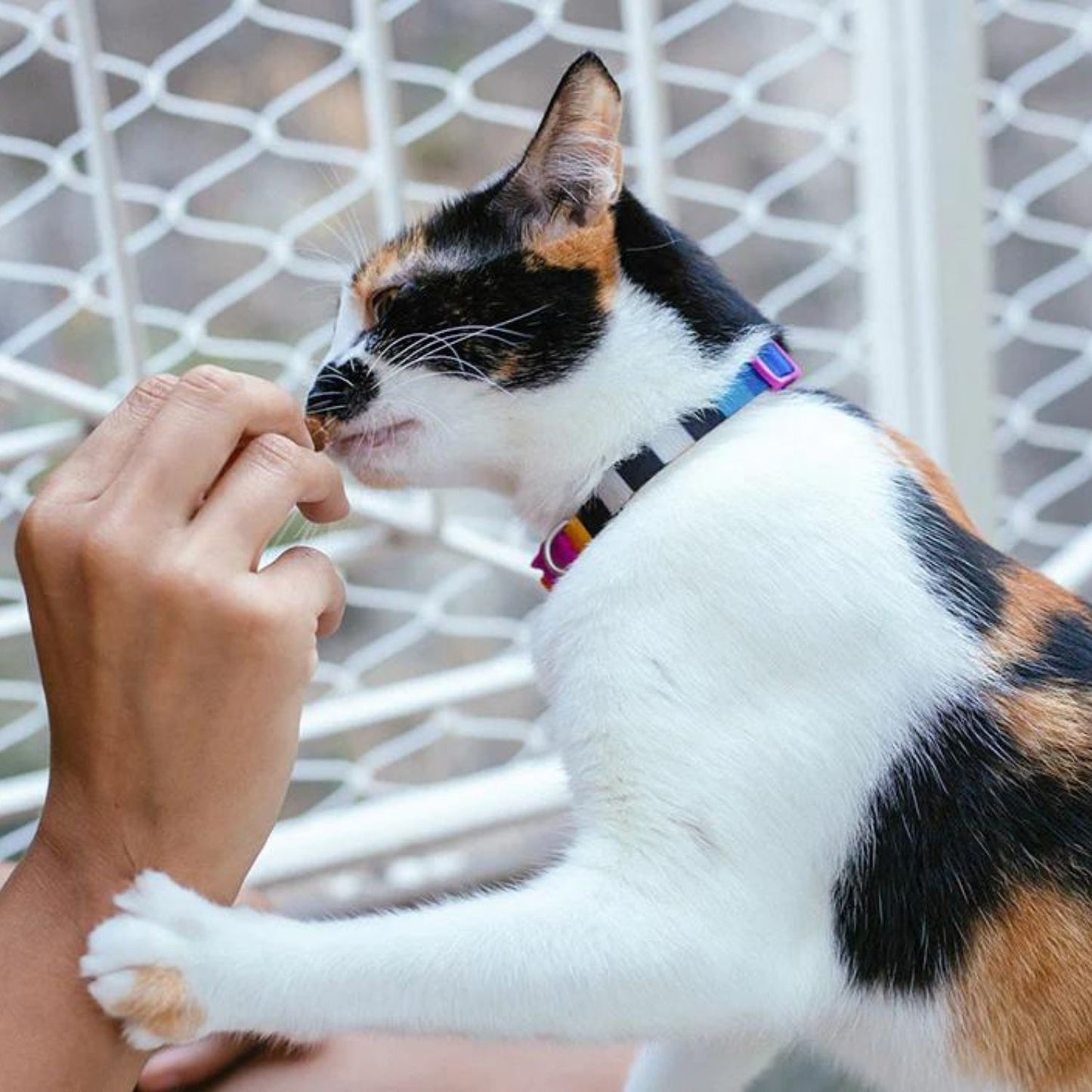 Zee.Cat Prisma Cat Collar