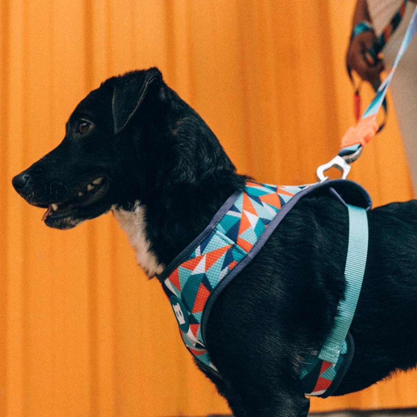 Ella Adjustable Air Mesh Dog Harness