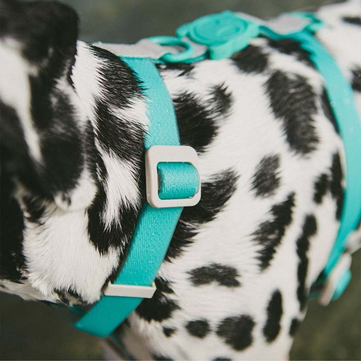 NeoPro Weatherproof Dog H-Harness | Tidal