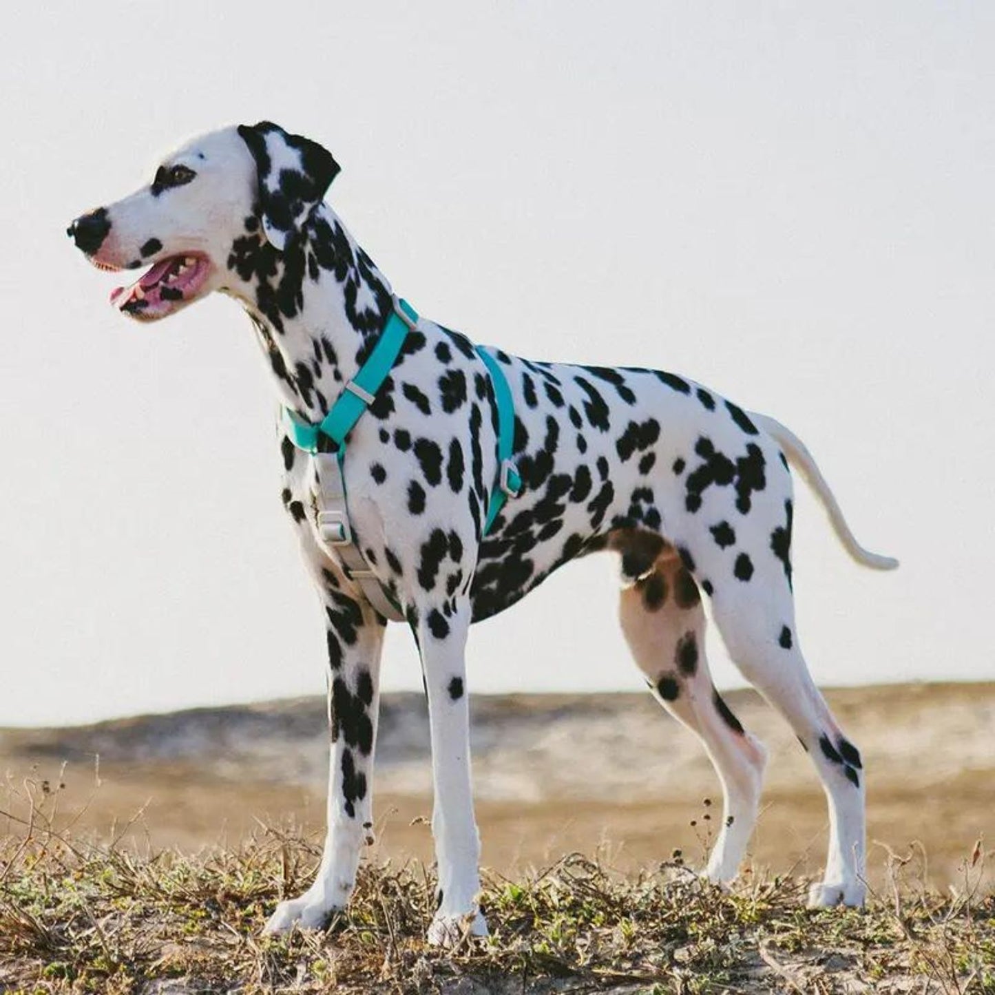 NeoPro Weatherproof Dog H-Harness | Tidal