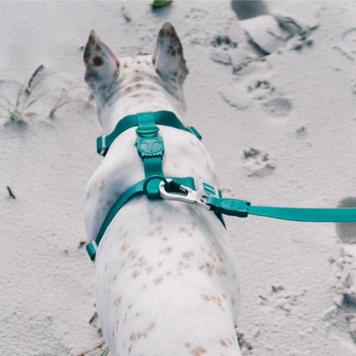 NeoPro Weatherproof Leash | Amazonia